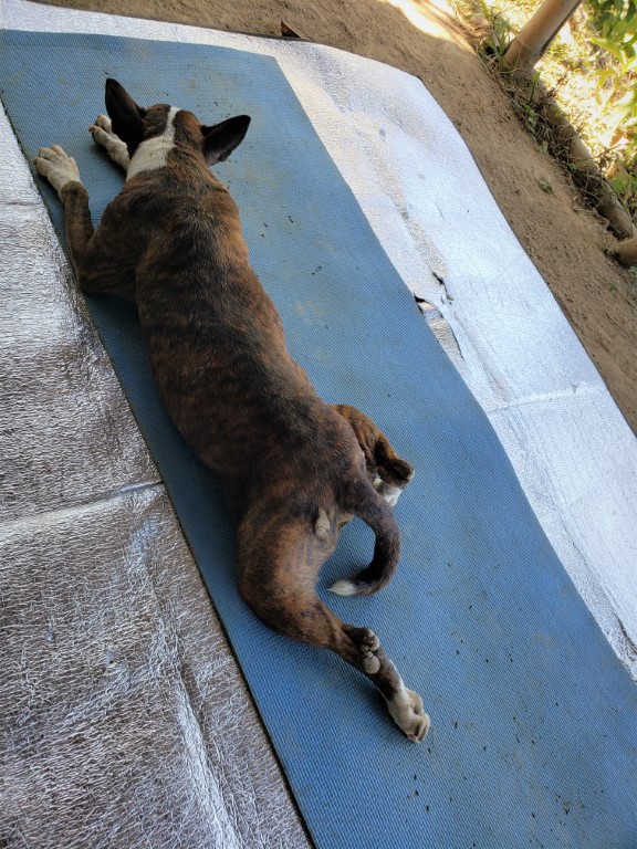 la position du chien