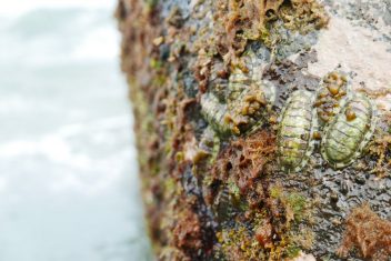 coquerelles de mer