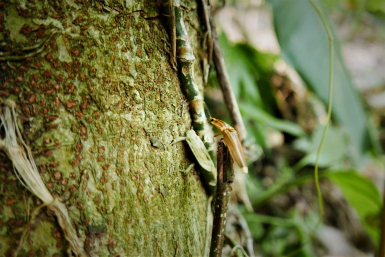 insecte grimpant