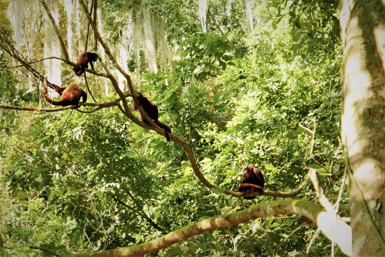 singes sur une branche