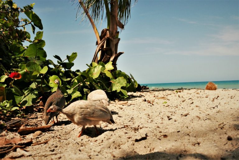 poules de plage