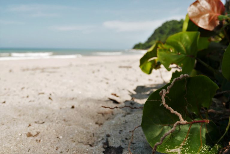 Huito de playa