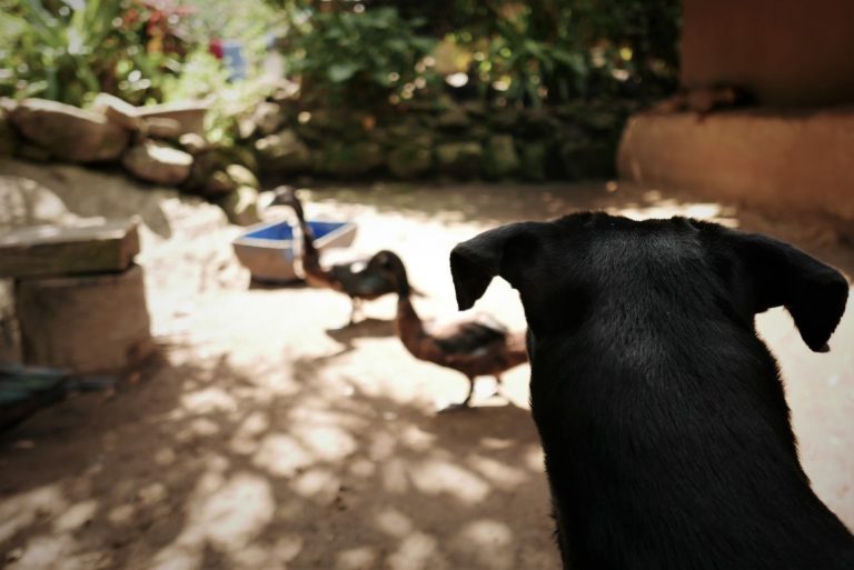 chien et canards