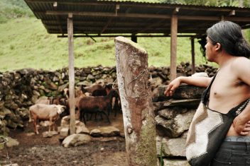 Bungey et les moutons